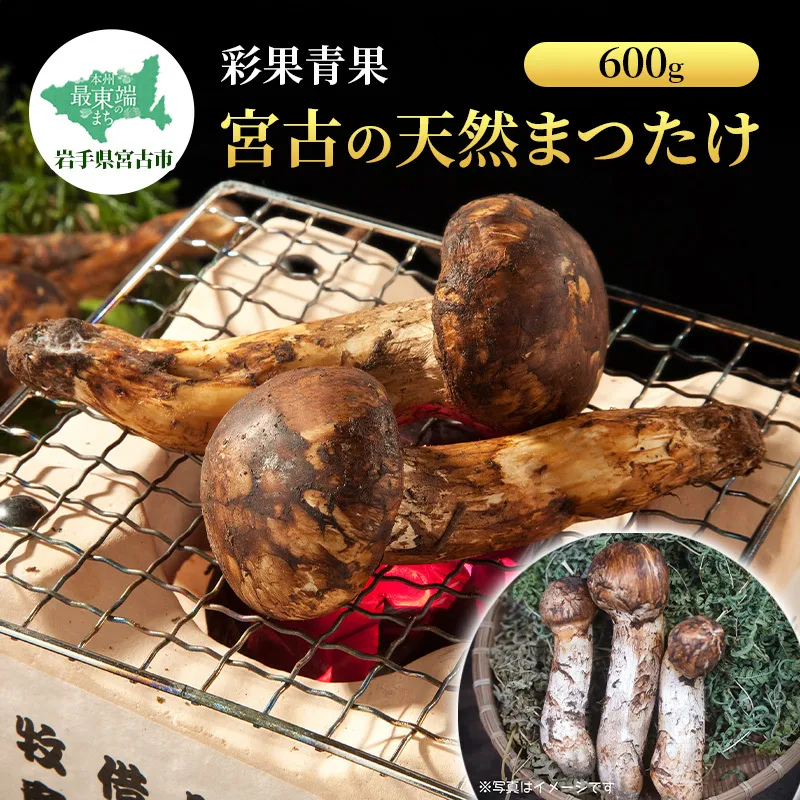宮古の天然まつたけ600ｇ 宮古産 まつたけ 天然まつたけ きのこ 野菜 贈答用 木箱