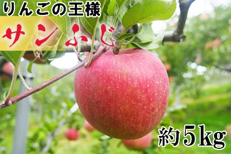 ≪予約受付≫りんごの王様サンふじ（16〜20玉）5kg箱入＜訳あり＞ 【541】