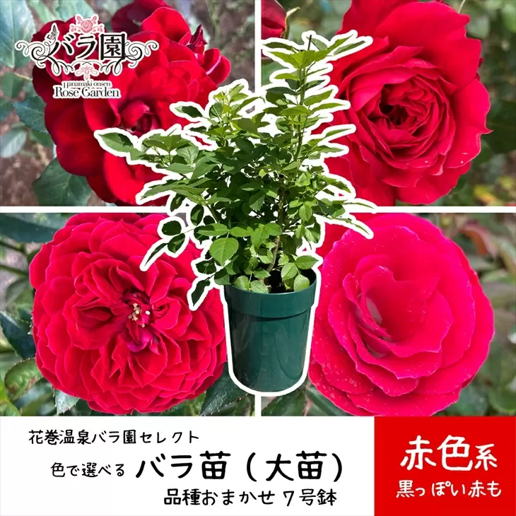 <色が選べる♪>花巻温泉バラ園で育った「バラ大苗」7号サイズ -赤-　【1663】