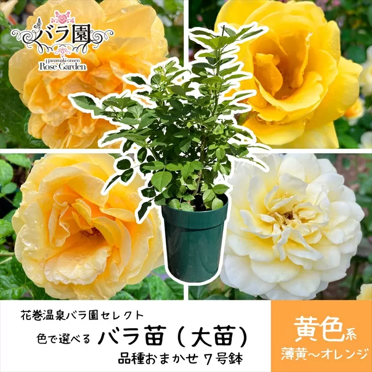 <色が選べる♪>花巻温泉バラ園で育った「バラ大苗」7号サイズ -黄-　【1661】