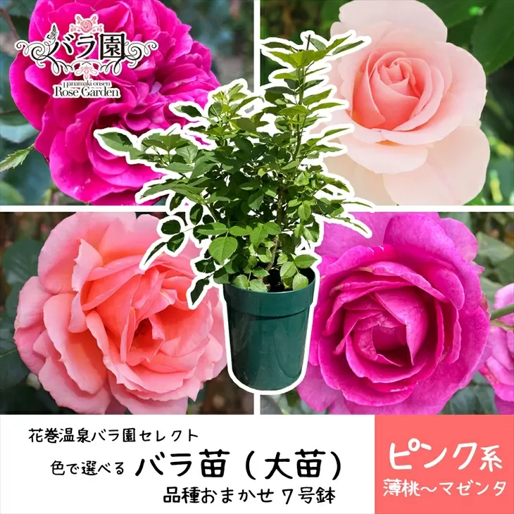 <色が選べる♪>花巻温泉バラ園で育った「バラ大苗」7号サイズ -ピンク-　【1660】