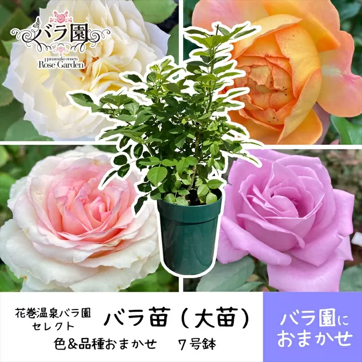 花巻温泉バラ園で育った「バラ大苗」7号サイズ -園長におまかせ-　【1659】