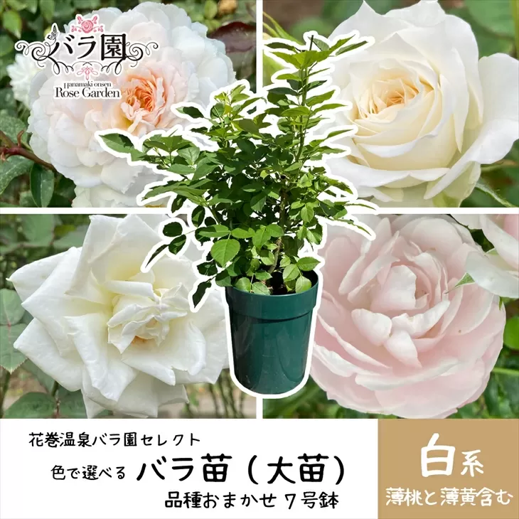 花巻温泉バラ園で育った「バラ大苗」7号サイズ -白-　【1662】