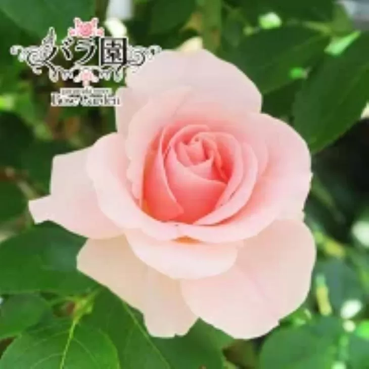 花巻温泉バラ園 オリジナル品種「オリンピアローズ2020」 新苗 <2026年6月より随時発送>【914】