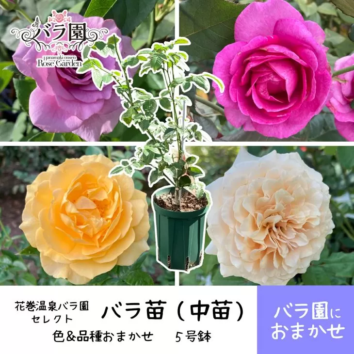 <園長セレクト♪>花巻温泉バラ園で育った「バラ中苗」5号サイズ -園長におまかせ-<2026年3月より発送> 【1856】