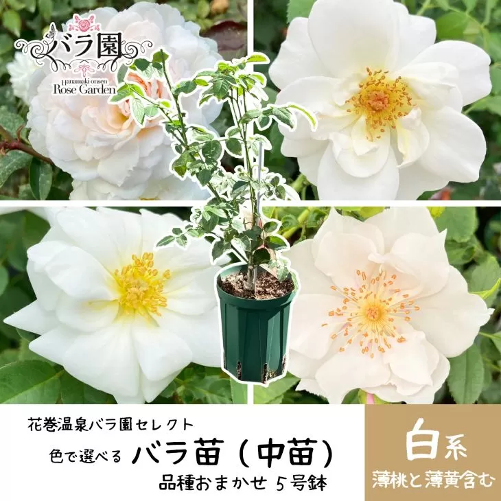 <色で選べる♪>花巻温泉バラ園で育った「バラ中苗」5号サイズ -白-<2026年3月より発送> 【1859】