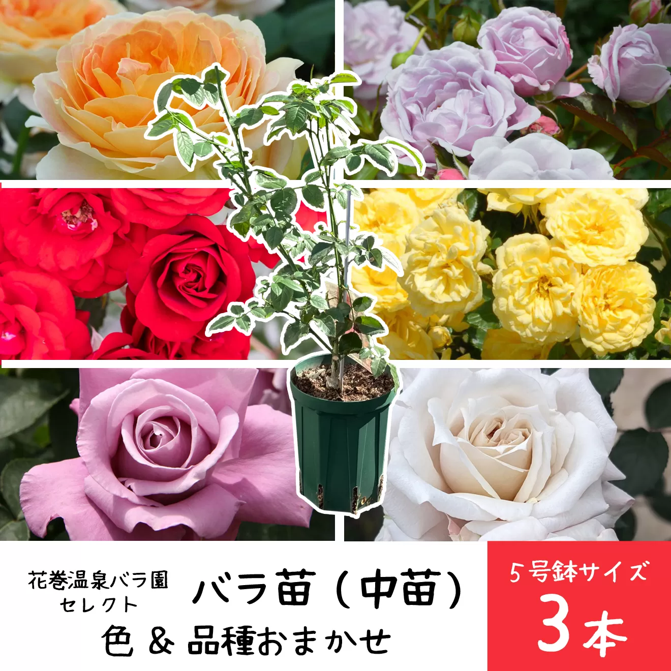 【3本セット】花巻温泉バラ園で育ったバラ中苗 5号サイズ 【2328】