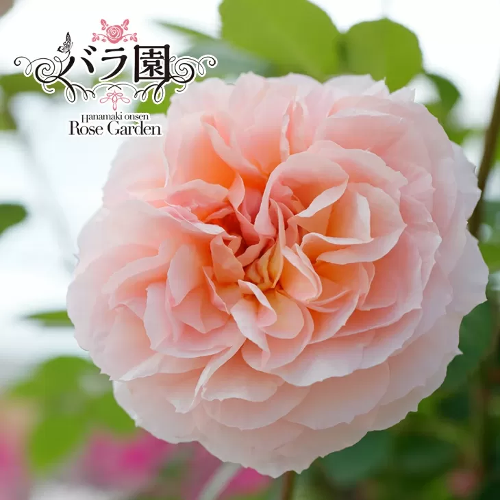 花巻温泉バラ園 オリジナル品種「ミラクルローズ90」　新苗　<2026年6月より随時発送> 【1999】