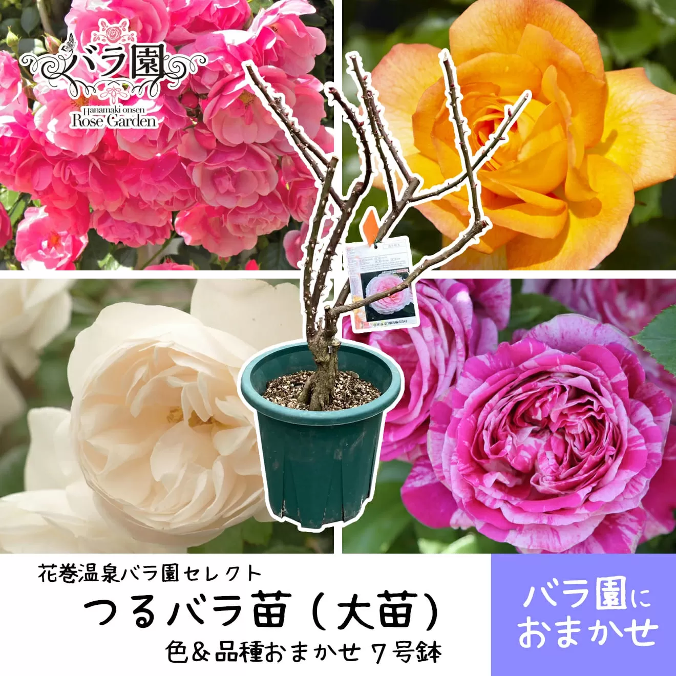 花巻温泉バラ園で育った「つるバラ大苗」7号サイズ -園長におまかせ-  【1915】