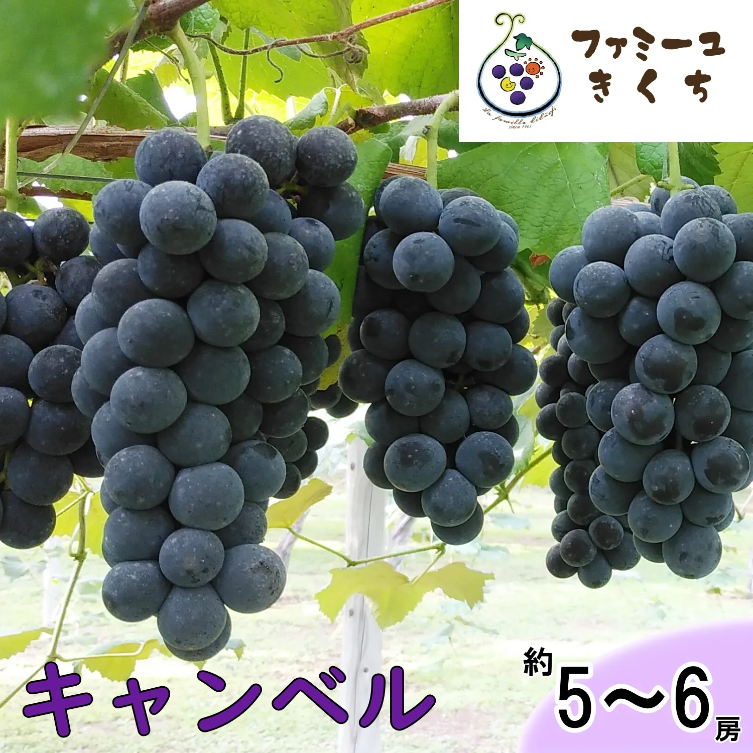 キャンベル・ソロ（約5～6房） ぶどう 《予約受付》 【727】