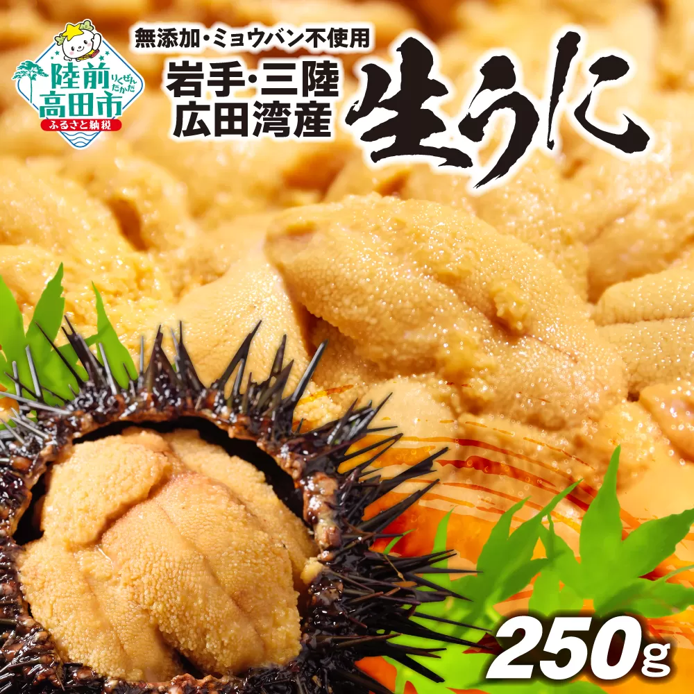 三陸産 無添加 生うに250g(塩水パック) 獲れたて直送！広田湾 ミョウバン不使用 ※期日指定不可※【 うに ウニ ムラサキウニ 岩手県 三陸産 天然 濃厚 新鮮 丼 】