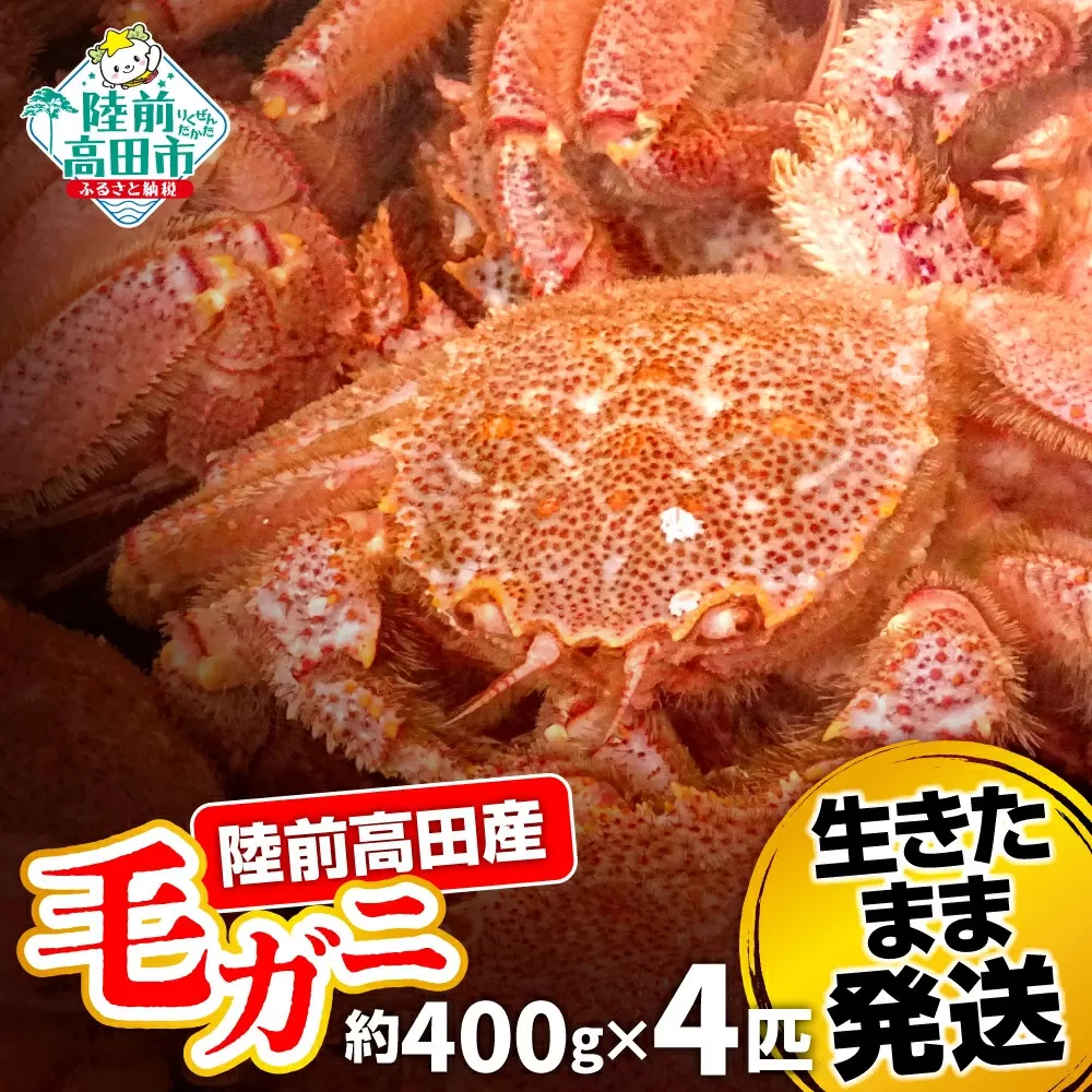 【毛ガニ 約400g×4匹】 陸前高田産 毛ガニ 生きたまま発送! 【 かに カニ 魚介類 旬 鮮度抜群 産地直送 三陸産 】RT2660