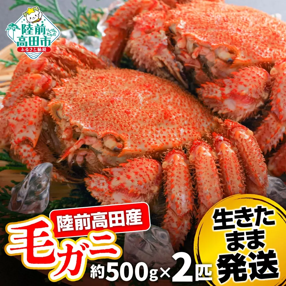 【毛ガニ 約500g×2匹】 陸前高田産 毛ガニ 生きたまま発送！ 【 かに カニ 魚介類 旬 鮮度抜群 産地直送 三陸産 】RT2661