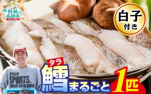 【白子付き】 タラまるごと 1匹 下処理済み 冷蔵でお届け 鮮魚 【 鱈 タラ 海鮮 魚介 お刺身 三枚おろし アラ 鍋 海鮮鍋 宴会 お祝い 時短 便利 】 RT3276