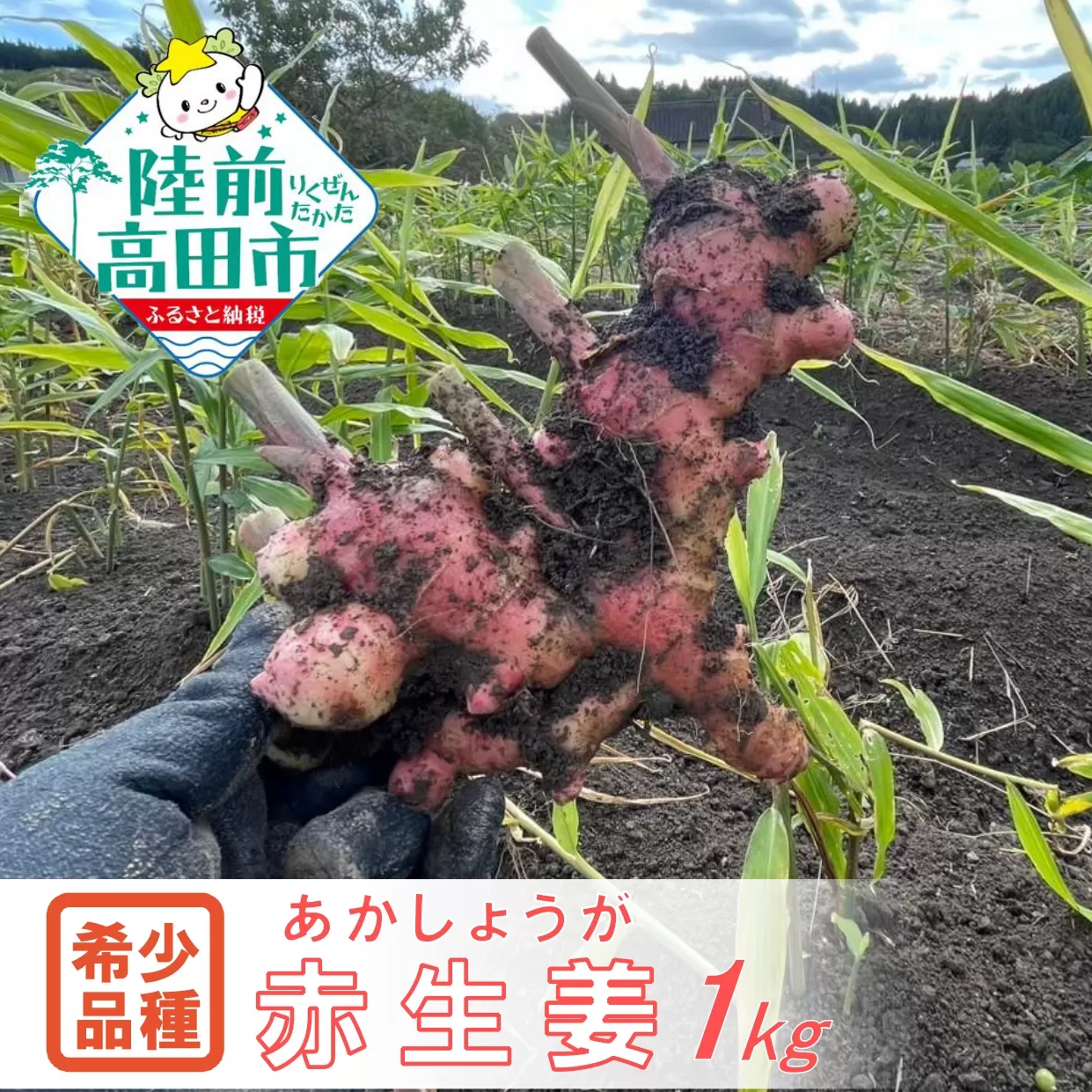 【先行予約】 希少品種 赤生姜 約1kg 【 ショウガ 産地直送 新鮮 料理 野菜 薬味 岩手県 陸前高田市 】2025年10月から発送予定 RT2726