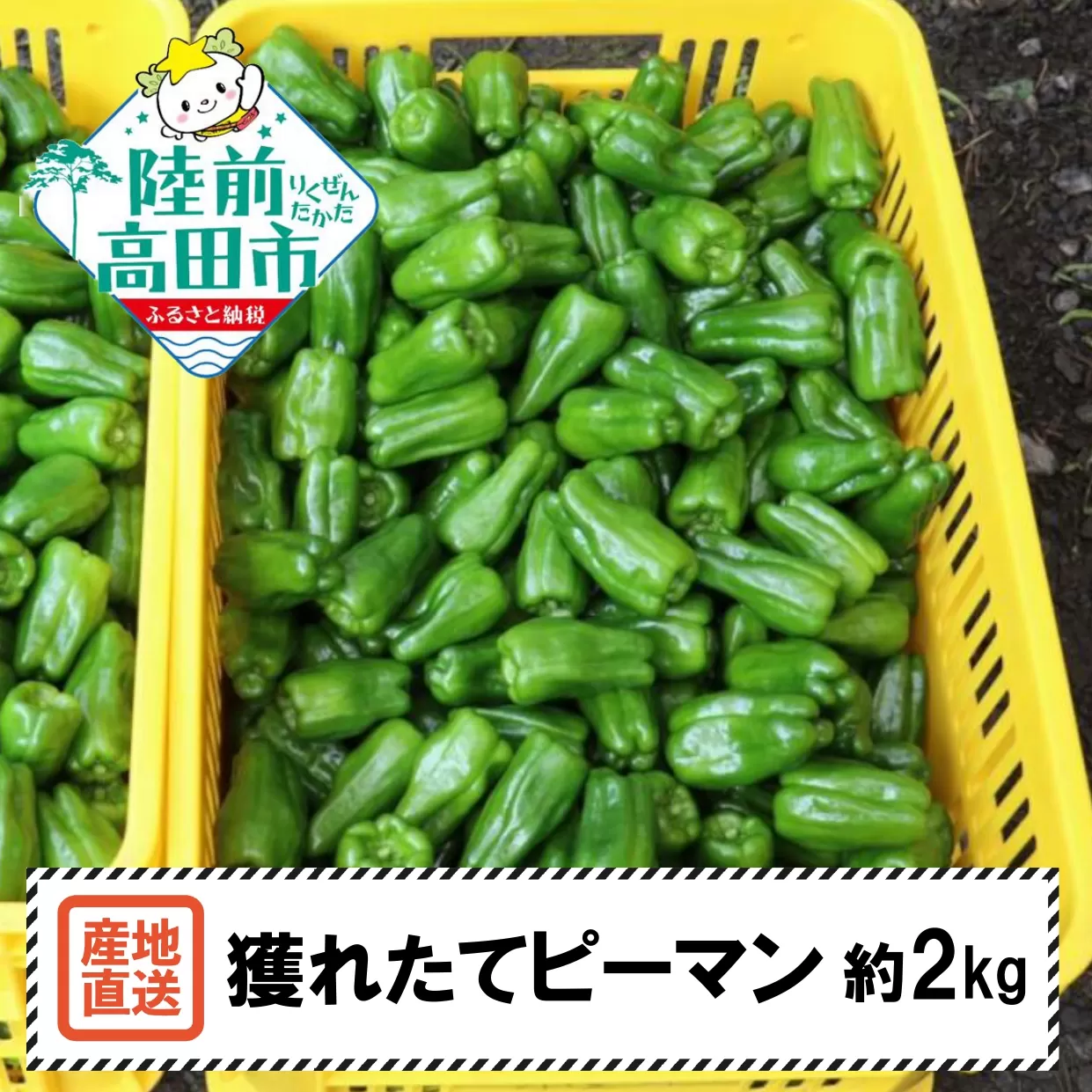 【先行予約】 苦みの少ない獲れたて新鮮ピーマン 約2kg 【 産地直送 料理 野菜 岩手県 陸前高田市 Farm Koganeyama 】2025年7月から発送予定 RT2760