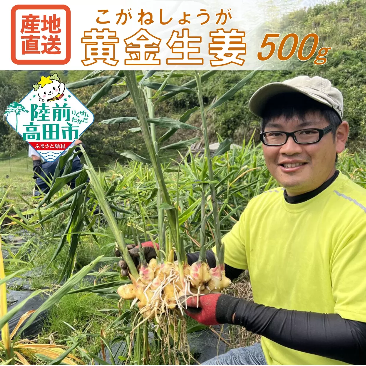 【先行予約】 陸前高田市産 黄金生姜 約500g 【 ショウガ 産地直送 新鮮 料理 野菜 薬味 岩手県 陸前高田市 】2025年10月から発送予定 RT2754