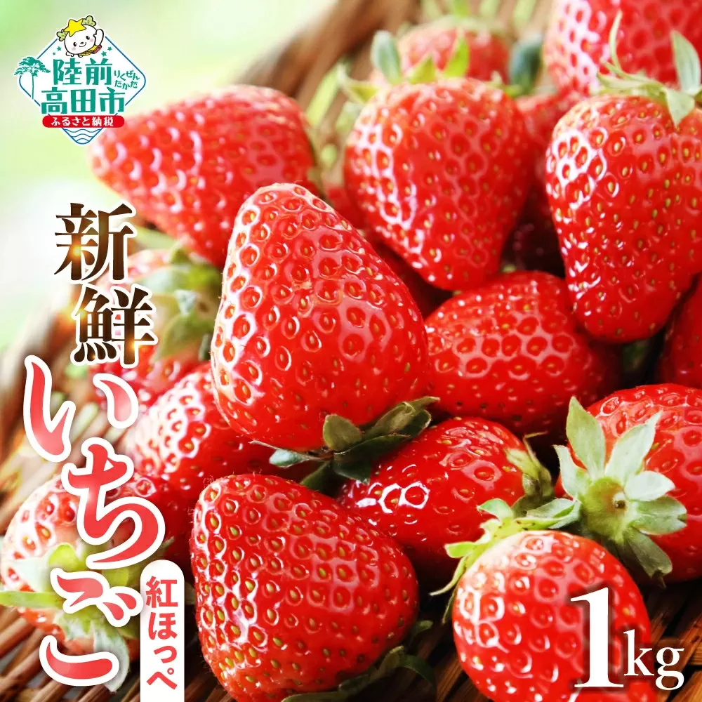 新鮮いちご〈品種：紅ほっぺ〉 1kg (250g×4パック)【数量限定】 旬の時期に収穫してすぐ発送！ 【 訳あり いちご フルーツ 旬 小分け 人気 岩手 陸前高田 】2025年1月中旬頃から順次発送