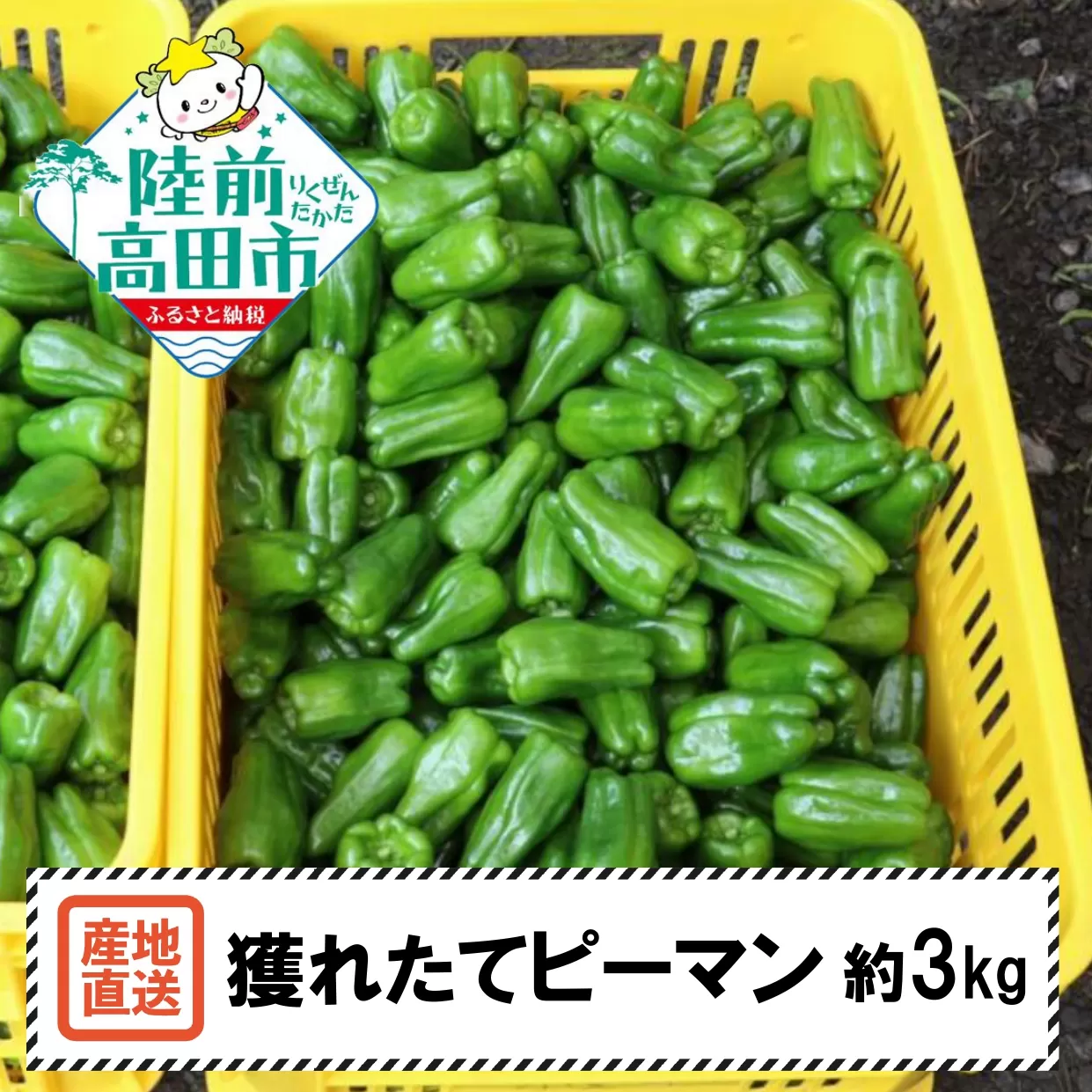 【先行予約】 苦みの少ない獲れたて新鮮ピーマン 約3kg 【 産地直送 料理 野菜 岩手県 陸前高田市 Farm Koganeyama 】2025年7月から発送予定 RT2749
