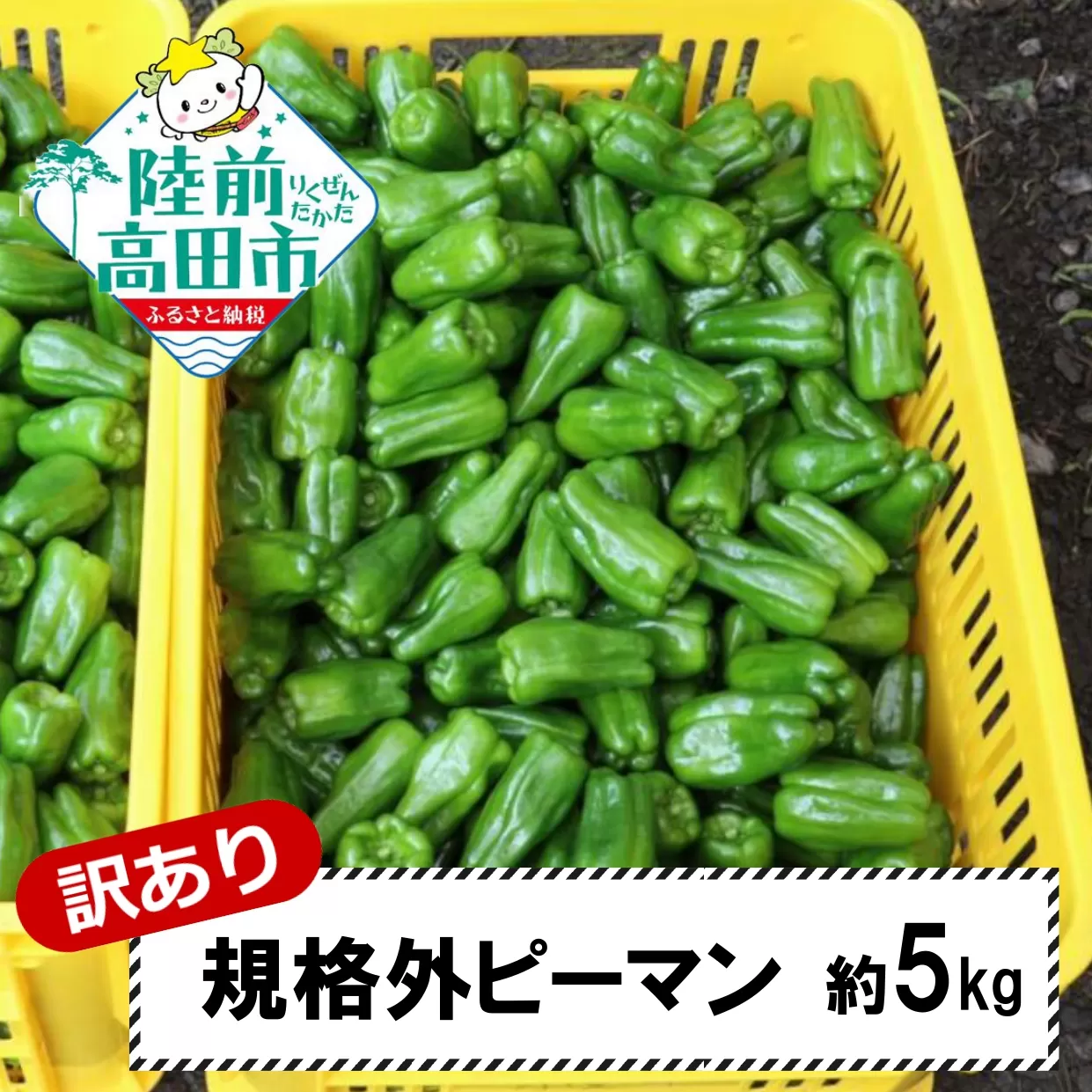 【先行予約】 訳あり 規格外 ピーマン 約5kg 【 不揃い 産地直送 新鮮 料理 野菜 大容量 岩手県 陸前高田市 Farm Koganeyama 】2025年7月から発送予定 RT2753