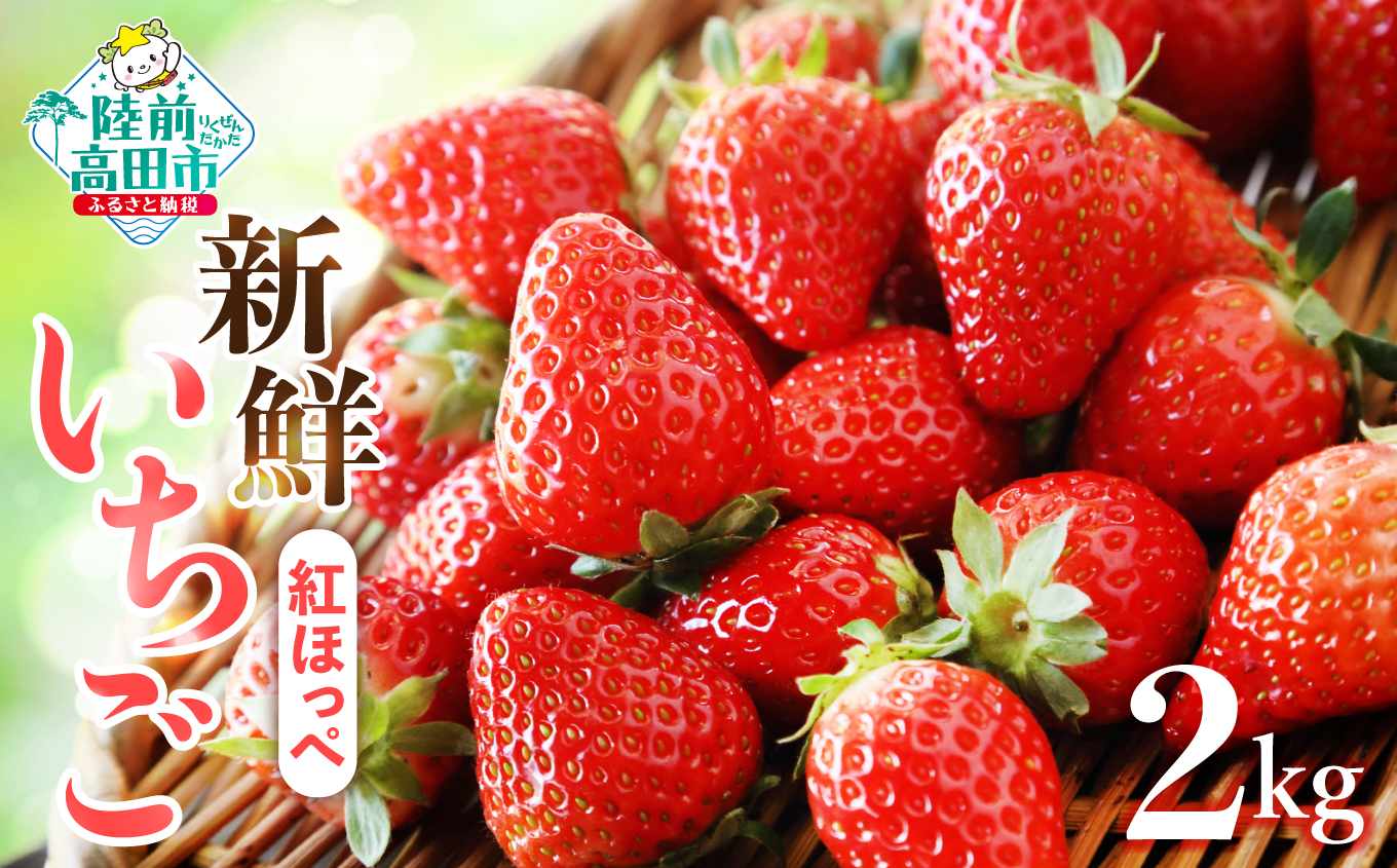 いちごページ 新鮮いちご〈品種：紅ほっぺ〉 2kg (250g×8パック)【数量限定