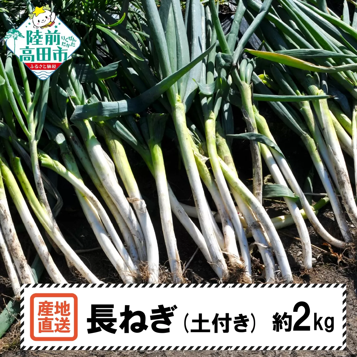 【先行予約】 長ねぎ(土付き) 約2kg 【 ねぎ 長ネギ 白ねぎ 根深ねぎ 産地直送 新鮮 料理 野菜 岩手県 陸前高田市 】 2025年11月下旬から発送予定 RT2756