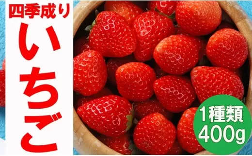 【先行予約】 四季成りいちご 品種おまかせ 1種類 400g〈 なつあかり 信大BS8-9 夏の輝 夏のしずく すずあかね 〉【 イチゴ 苺 ストロベリー フルーツ 果物 岩手 陸前高田 リアスターファーム 】 2026年6～12月発送 RT875