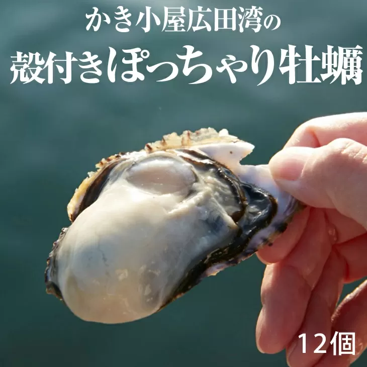 【先行予約】 かき小屋広田湾の殻付きぽっちゃり牡蠣 12個入り 【 かき カキ 牡蠣 1年牡蠣 シングルシード式 三陸産 牡蠣 牡蛎 広田湾 】 2025年12月頃から発送予定 RT1375
