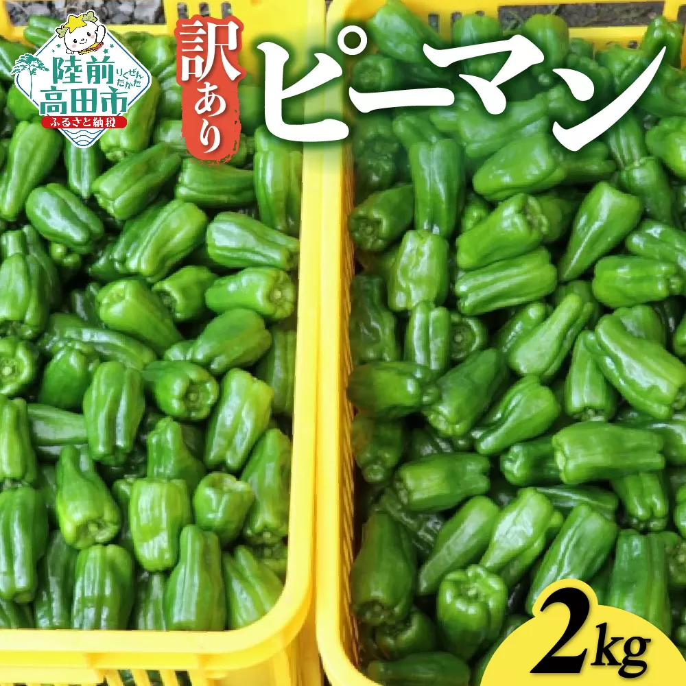 訳あり 規格外 ピーマン 約2kg 【 不揃い 産地直送 新鮮 料理 野菜 大容量 岩手県 陸前高田市 Farm Koganeyama 】 RT2752