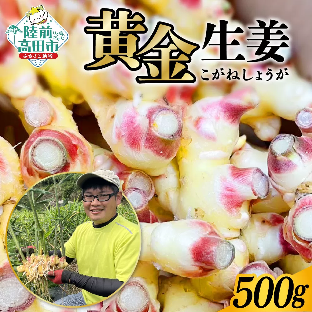 陸前高田市産 黄金生姜 約500g [ ショウガ 産地直送 新鮮 料理 野菜 薬味 岩手県 陸前高田市 ]