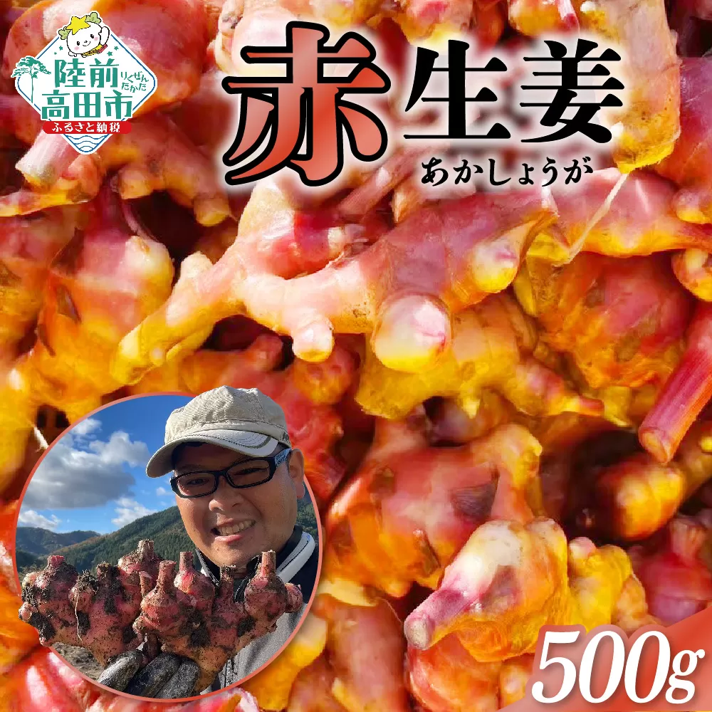 希少品種 赤生姜 約500g [ ショウガ 産地直送 新鮮 料理 野菜 薬味 岩手県 陸前高田市 ]