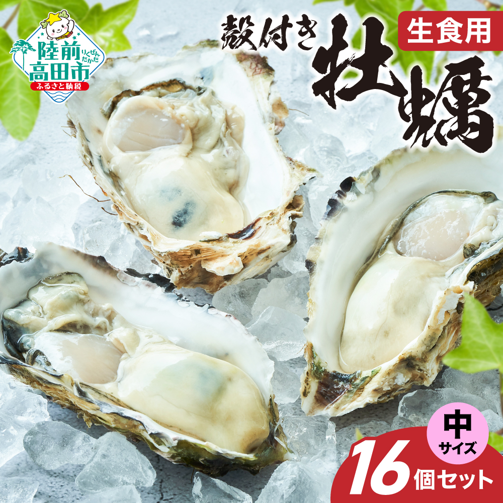 【先行予約】 生食用 殻付き牡蠣 中サイズ 16個セット 『一本松牡蠣』【 天然 牡蠣 かき 殻付き 生食 大粒 旬 産地直送 国産 陸前高田 三陸産 広田湾産 気仙町 】RT2849