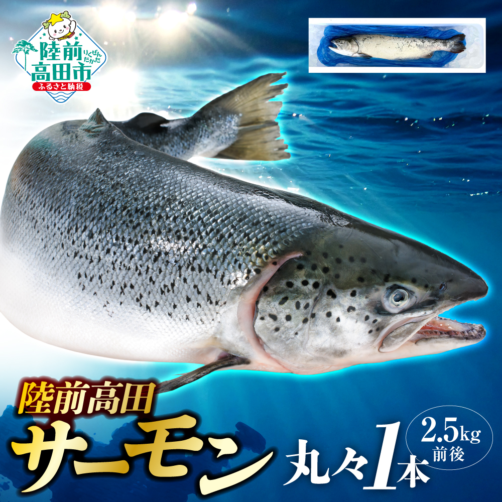 【先行予約】 陸前高田サーモン まるごと1本 約2.5kg前後 【 鮭 さけ しゃけ サーモン ブランド 冷蔵 刺身 寿司 大容量 】2026年5月中旬頃から発送予定 RT2859