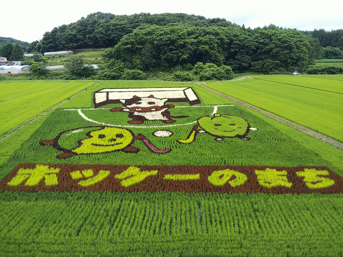 田んぼアート