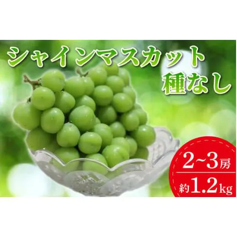 ＼数量限定／シャインマスカット（種なし）約1.2kg ふるさと納税 シャインマスカット (DM003)