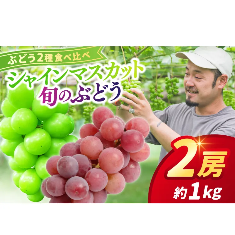 ＼先行予約／ 【数量限定】「シャインマスカットと旬のぶどう 食べ比べ2房セット 約1kg」 アソート 藤稔 ピオーネ 高妻 安芸クイーン 採れたて 大粒 生産農家より直送 9月下旬出荷予定 (DH005)