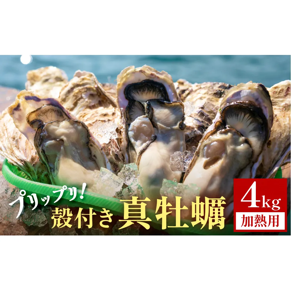殻付き 真牡蠣 4kg【 加熱用 】 牡蠣 カキ プリプリ 石巻雄勝湾