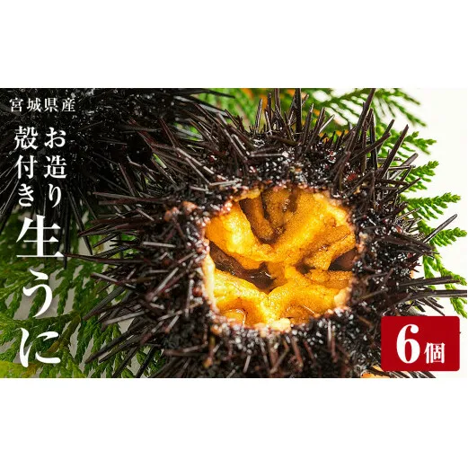 〈先行予約〉＊6月20日以降順次発送開始予定 宮城県産 お造り生うに 6個 生ウニ 生雲丹 うに ウニ 雲丹 殻付きうに 殻付きウニ 殻付き雲丹 ウニ ウニ ウニ ウニ ウニ ウニ ウニ ウニ ウニ ウニ ウニ ウニ ウニ ウニ ウニ ウニ ウニ ウニ ウニ ウニ ウニ ウニ ウニ ウニ ウニ ウニ ウニ ウニ ウニ ウニ ウニ ウニ ウニ