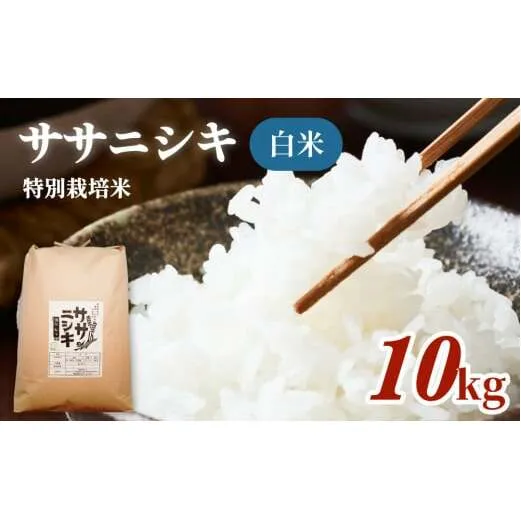 特別栽培米 ササニシキ 白米 10kg
