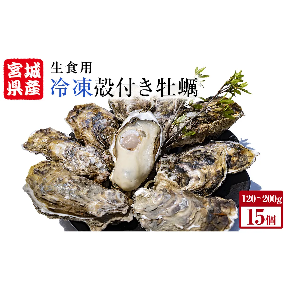 牡蠣 殻付き 生食 可 15個（5個入×3袋） 宮城県産 冷凍 小分け カキ かき オイスター 魚介類 海産物 海鮮 生牡蠣 蒸し牡蠣 生かき 厳選 濃厚 大粒 BBQ バーベキュー 浜焼き 海鮮焼き レンジ 調理 宮城 石巻 宮城県 石巻市