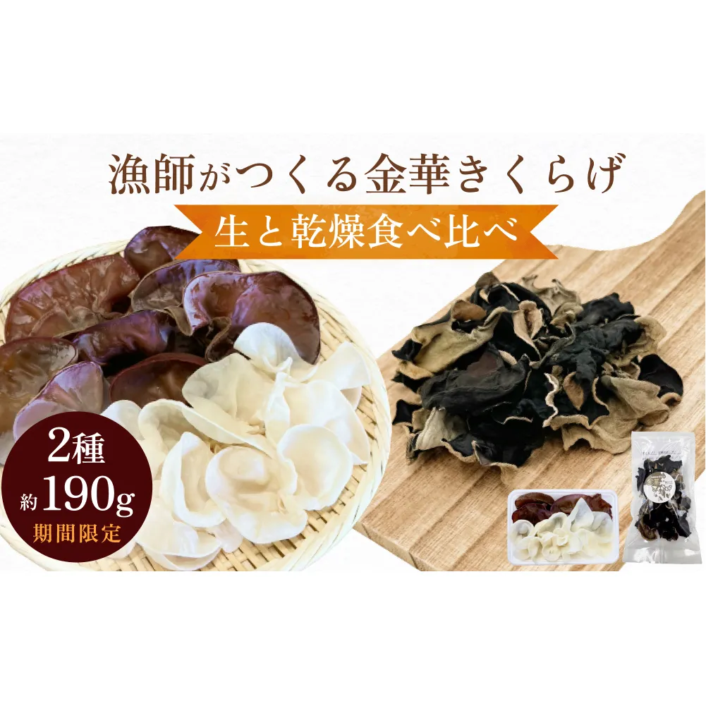 ＜ 期間限定 ＞漁師がつくる金華きくらげ 生と乾燥食べ比べ 合計約190g 生きくらげ 乾燥きくらげ キクラゲ 木耳 きのこ 乾燥 国産 食物繊維 野菜
