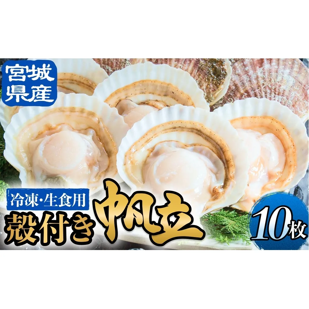 【冷凍・生食用】 殻付き帆立 10枚 帆立 ホタテ ほたて 殻付き 生食 生食用 肉厚