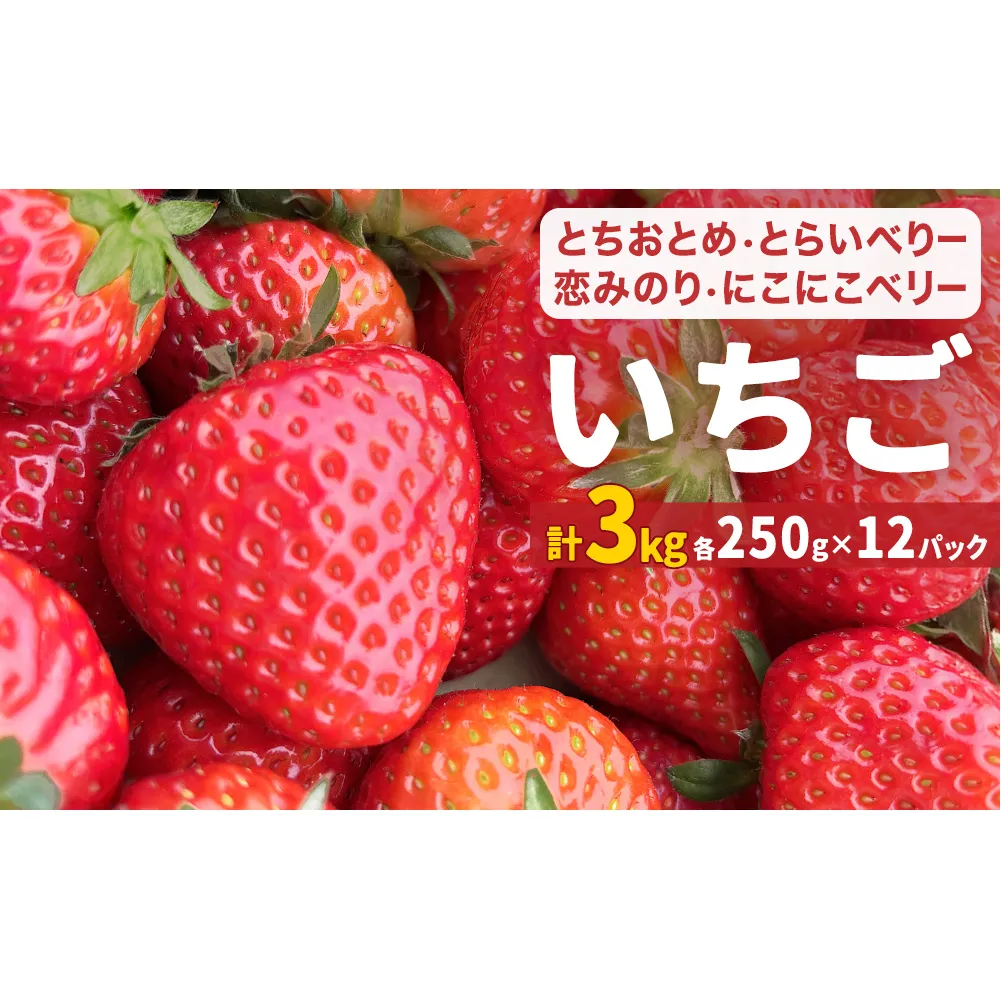 【2026年1月中旬発送開始】 いちご とちおとめ 恋みのり にこにこベリー とらいべりー 250g ×12  苺 イチゴ フルーツ 果物 ストロベリー ベリー デザート 甘み 酸味 宮城県 石巻市