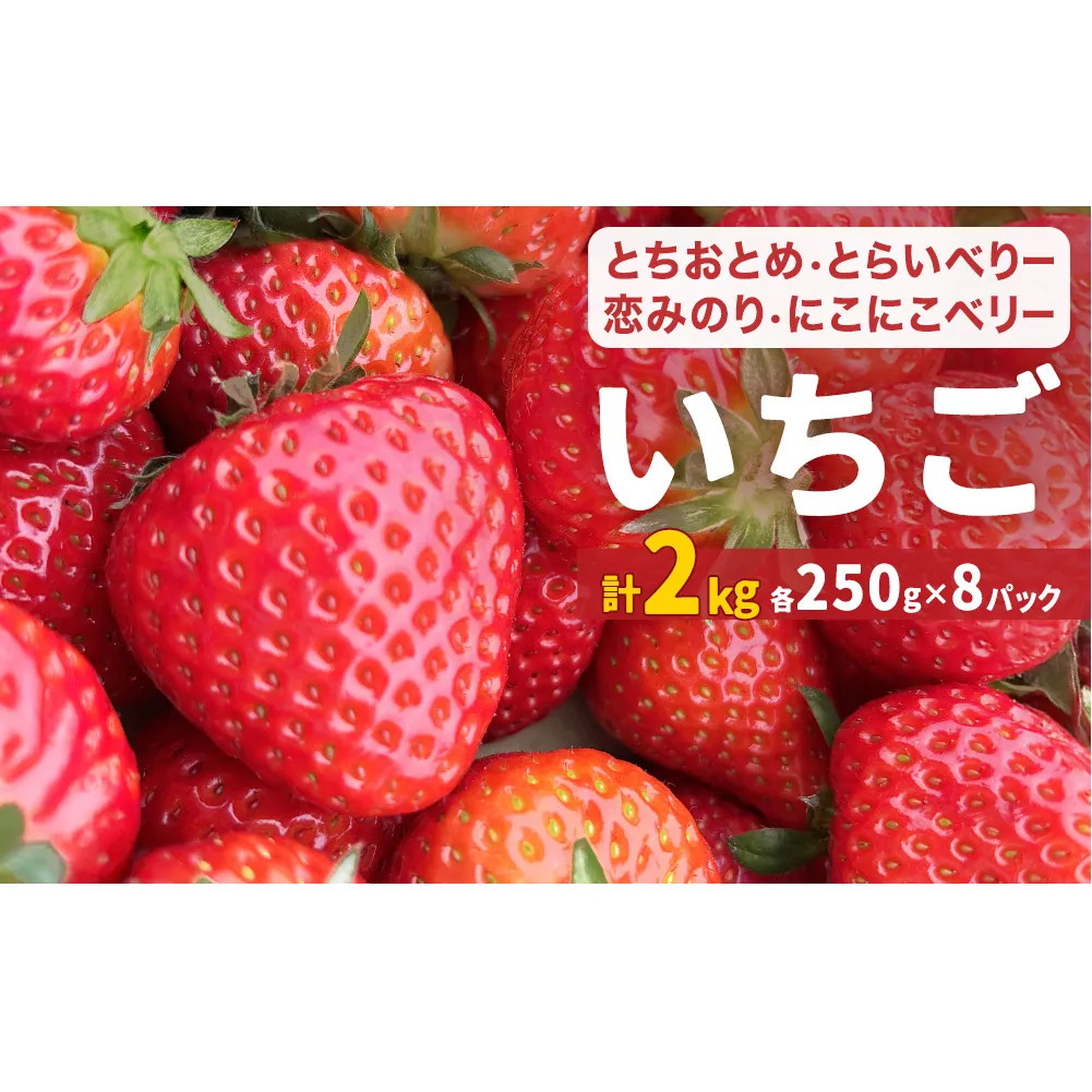 【2026年1月中旬発送開始】 いちご ちおとめ 恋みのり にこにこベリー とらいべりー 250g × 8 苺 イチゴ フルーツ 果物 ストロベリー ベリー デザート 甘み 酸味 宮城県 石巻市