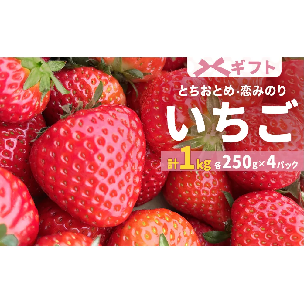 【2026年1月中旬より発送開始】 いちご 恋みのり とちおとめ 250g×4パック ギフト 苺  イチゴ フルーツ 果物 ストロベリー ベリー デザート 甘み 酸味 宮城県 石巻市