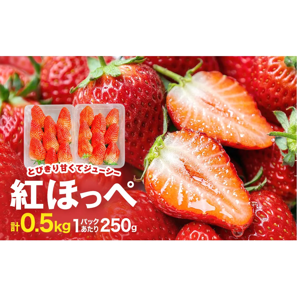 《数量限定》 ジューシー 紅ほっぺ 500g （250g × 2） 苺 いちご イチゴ ストロベリー  果物 フルーツ 甘み 甘い 酸味 宮城県 宮城 石巻市 石巻