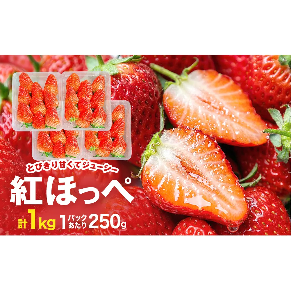 《数量限定》 ジューシー 紅ほっぺ 1kg （ 250g × 4） 苺 いちご イチゴ ストロベリー 果物 フルーツ 甘み 甘い 酸味 宮城県 宮城 石巻市 石巻