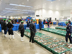 石巻魚市場