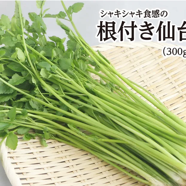 【期間限定】シャキシャキ食感の根付き仙台セリ（300g）2～3人前