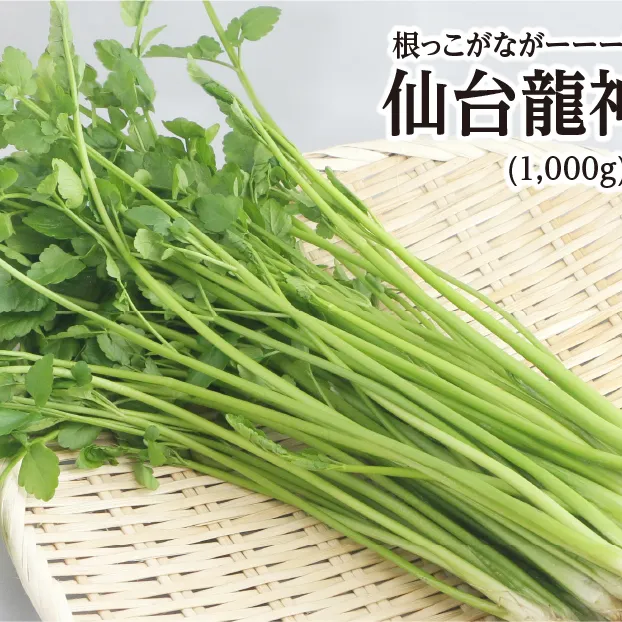 【期間限定】根っこがながーーーい　仙台龍神せり(1,000ｇ)9～10人前